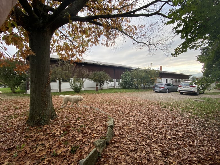 TOP Pferdehof in Auggen / Markgräflerland