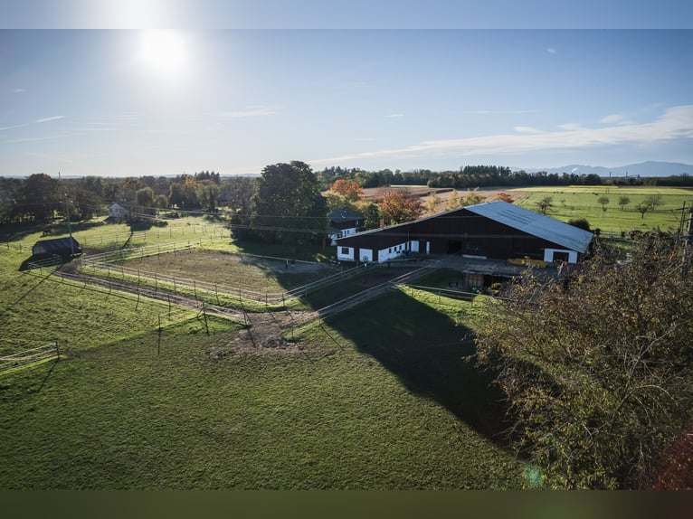 TOP Pferdehof in Auggen / Markgräflerland