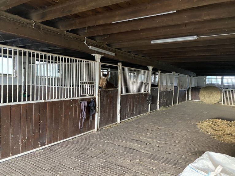 TOP Pferdehof in Auggen / Markgräflerland