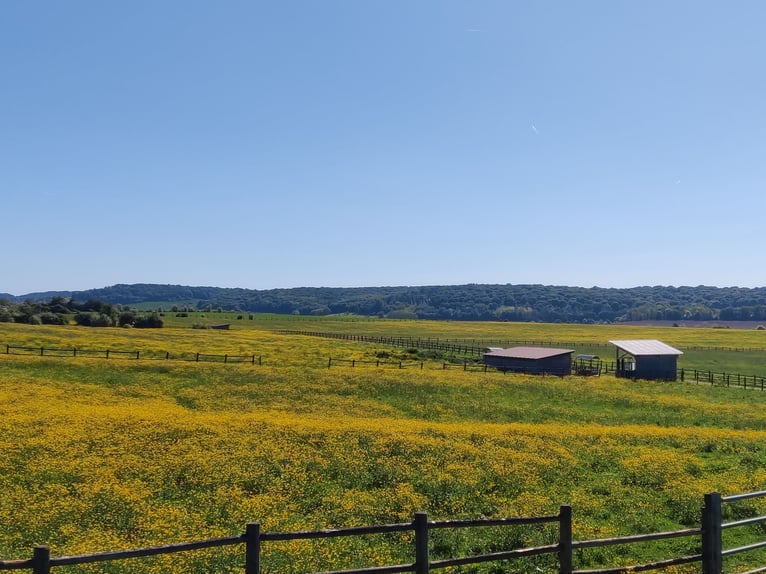 Uitzonderlijk ruiterpaard met ongeveer 34 hectare omheind weiland en panoramisch uitzicht in de Haut