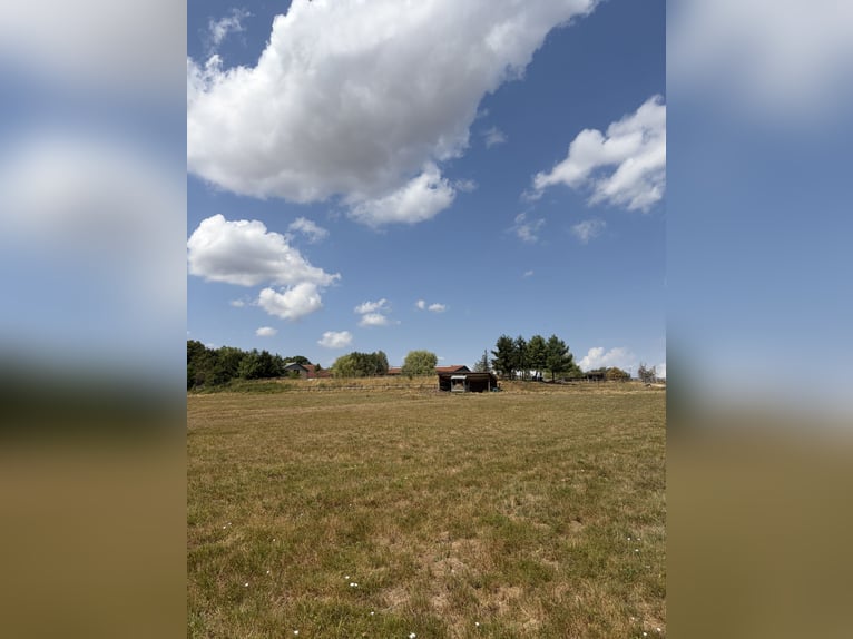 Uitzonderlijk ruiterpaard met ongeveer 34 hectare omheind weiland en panoramisch uitzicht in de Haut