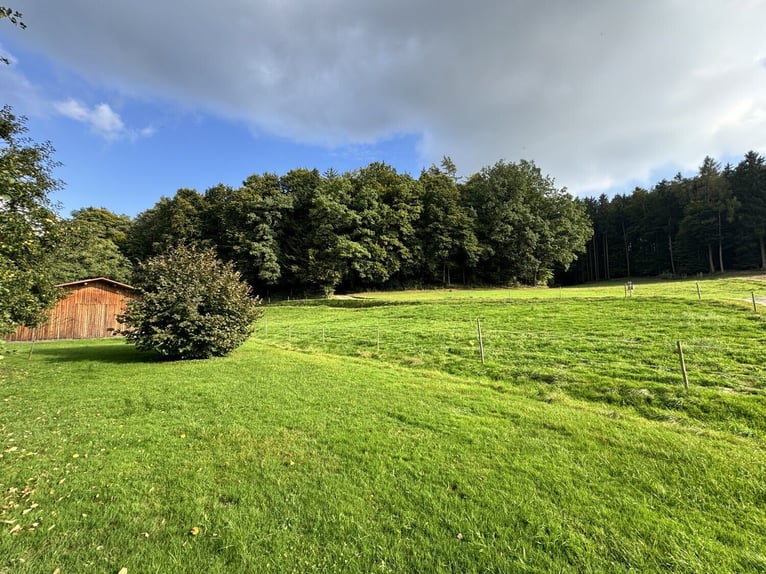 Uniek paardenbedrijf op een idyllische, afgelegen locatie – circa 4 hectare eigen land, twee woonhui