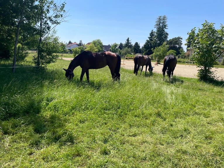 Uniek rijksmonumentaal pand voor individualisten. Perfect voor het houden van paarden.