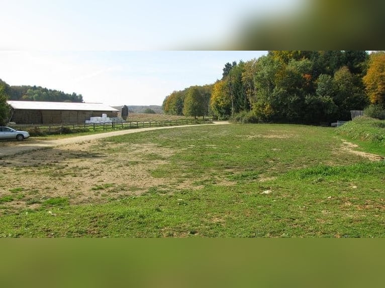Unieke paardenboerderij met veelzijdige gebruiksmogelijkheden