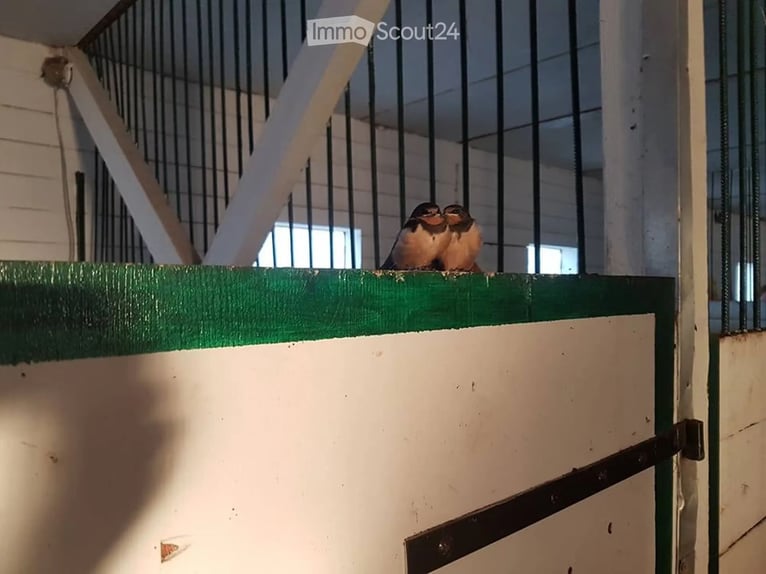 Unieke paardenboerderij met veelzijdige gebruiksmogelijkheden