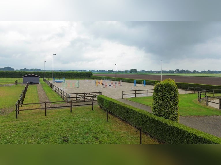 Unique equestrian property with 10 stables & outdoor arena near forest trails