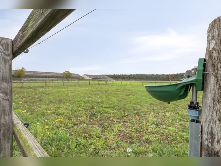 VERKOCHT: Complete paardenaccommodatie met landhuis nabij de Duitse grens in Nederland.