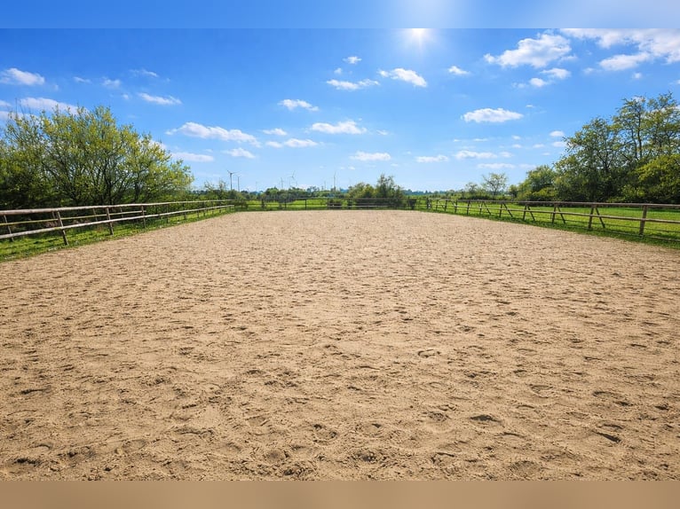 Volledig gerenoveerde boerderij met 3 hectare eigen land, rijbaan en hal.