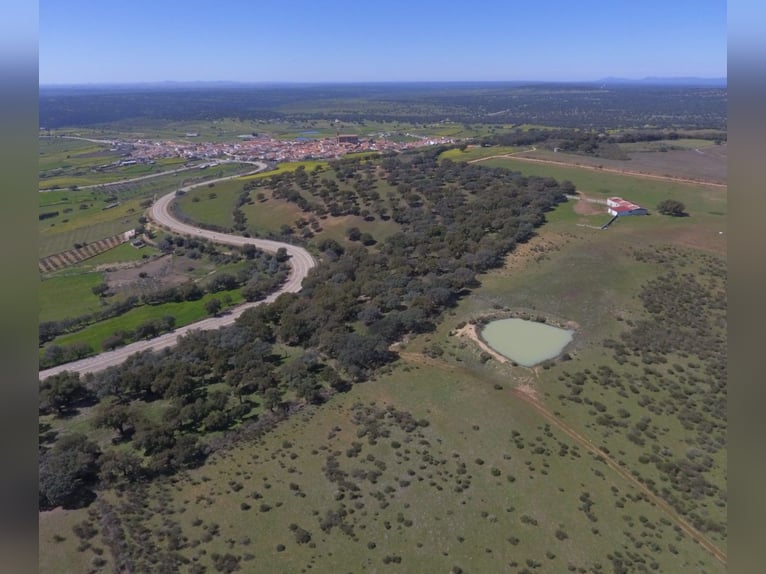 Volledig uitgeruste paardenboerderij – 24 ha – Cáceres