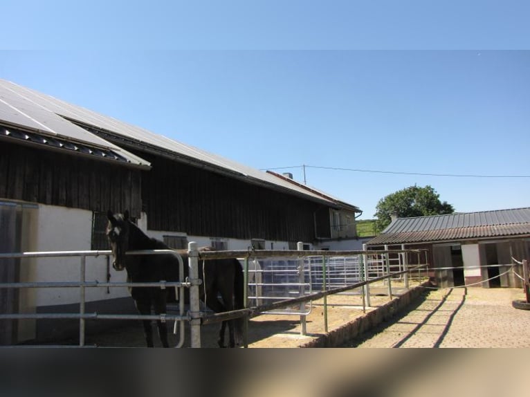 Vrij van provisie: Voorname manege met 2 binnenbakken, buitenrijbaan en een PV-installatie van 514 k