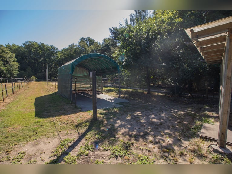 Vrijstaand huis met garage, paardenstal en rijbaan te koop in de Metelener Heide