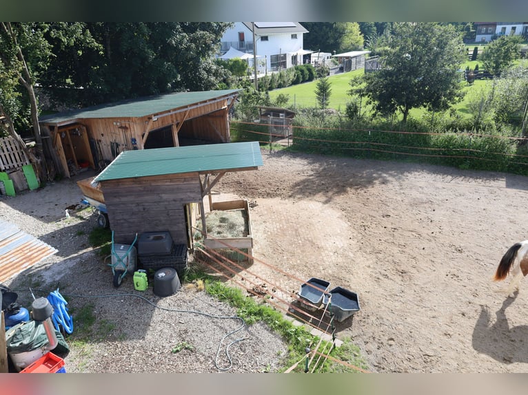 Vrijstaand nieuwbouwhuis met 2,5 wooneenheden *Paardenhouderij* 1786 m² *zonder commissie*