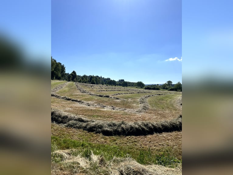 Weidegrond met goedgekeurd bouwproject voor wonen en paardenhouderij nabij 36355 Grebenhain – 3,6 ha