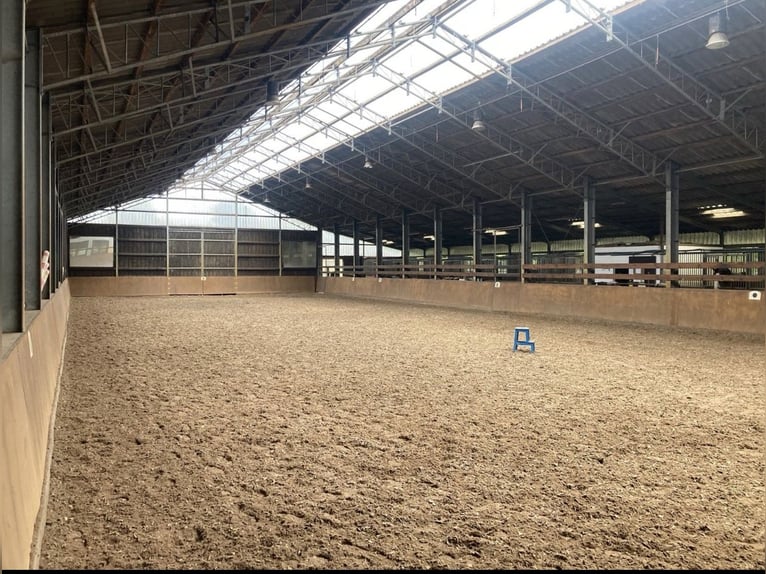 Weideplaatsen voor paarden
