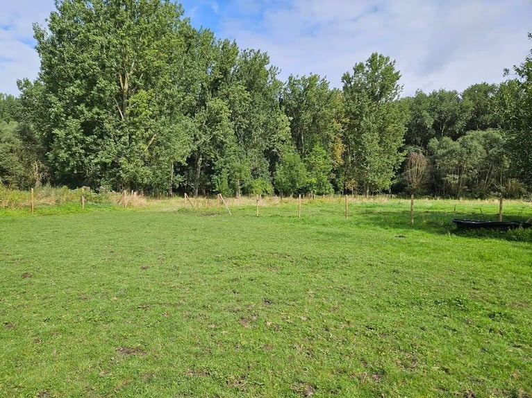 Weiland met paardenstallen op een opp. van 1,43ha - 9310 Aalst