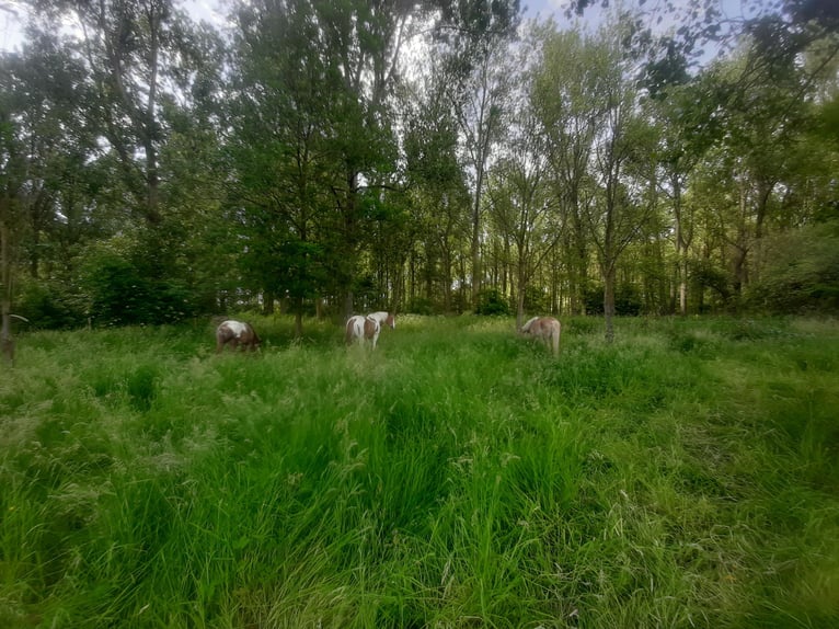 Weiland met paardenstallen op een opp. van 1,43ha - 9310 Aalst
