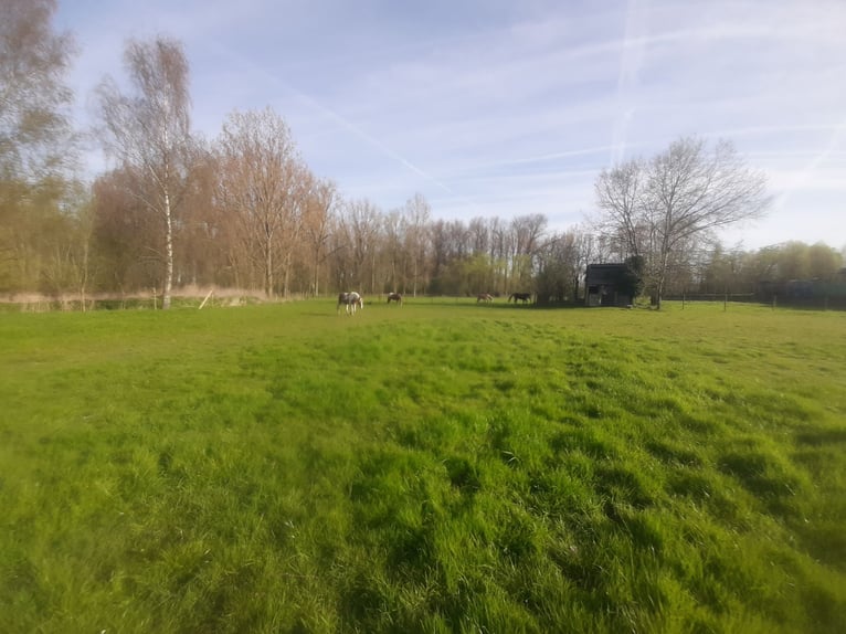 Weiland met paardenstallen op een opp. van 1,43ha - 9310 Aalst