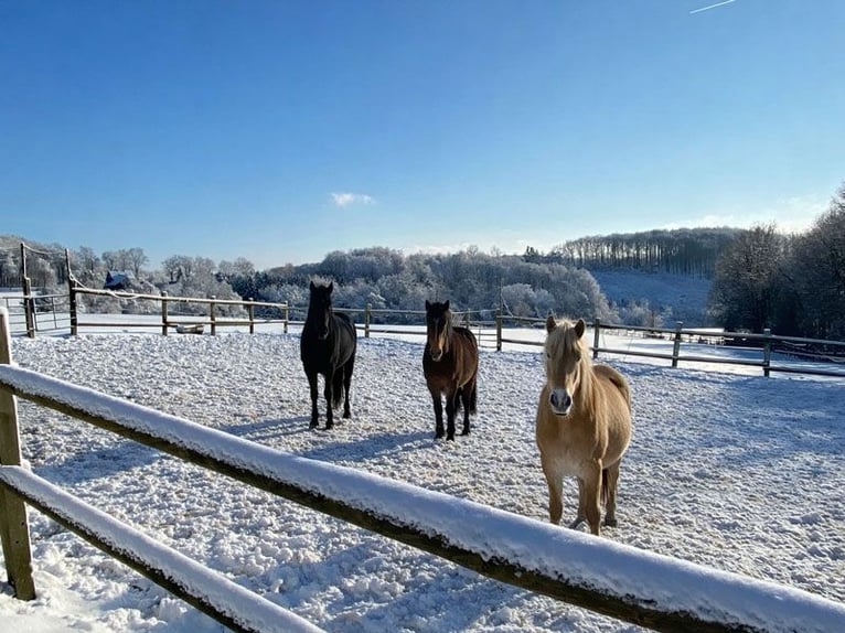 Welkom met uw paarden in uw nieuwe thuis!