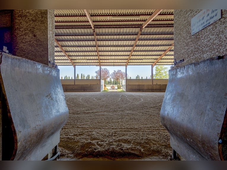 Winstgevende paardenstallen - Transitbedrijf