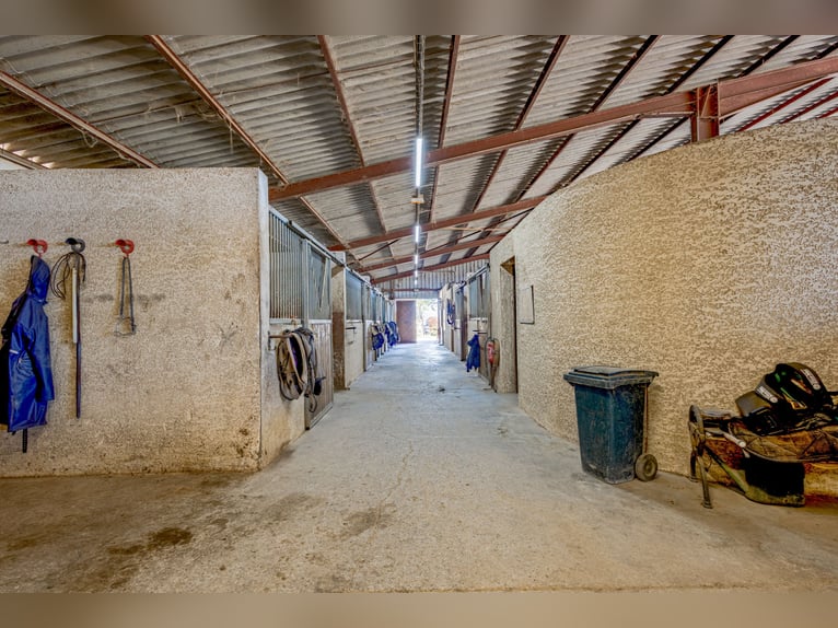 Winstgevende paardenstallen - Transitbedrijf