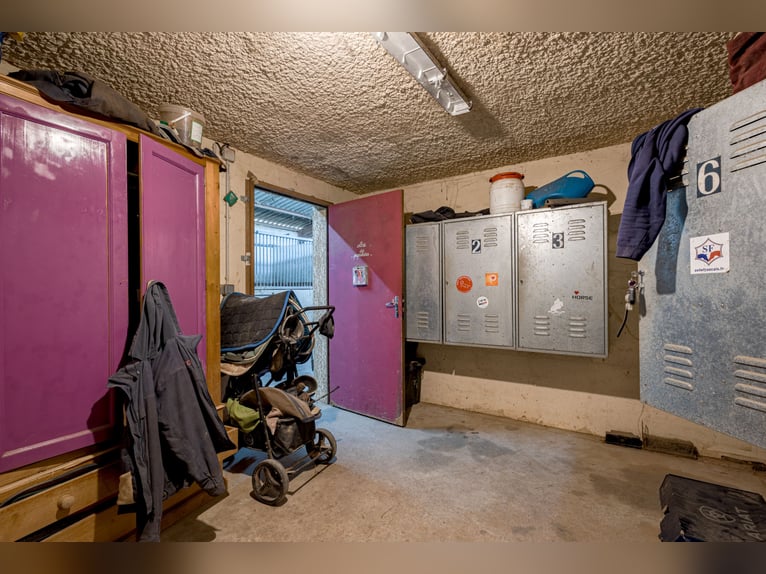 Winstgevende paardenstallen - Transitbedrijf