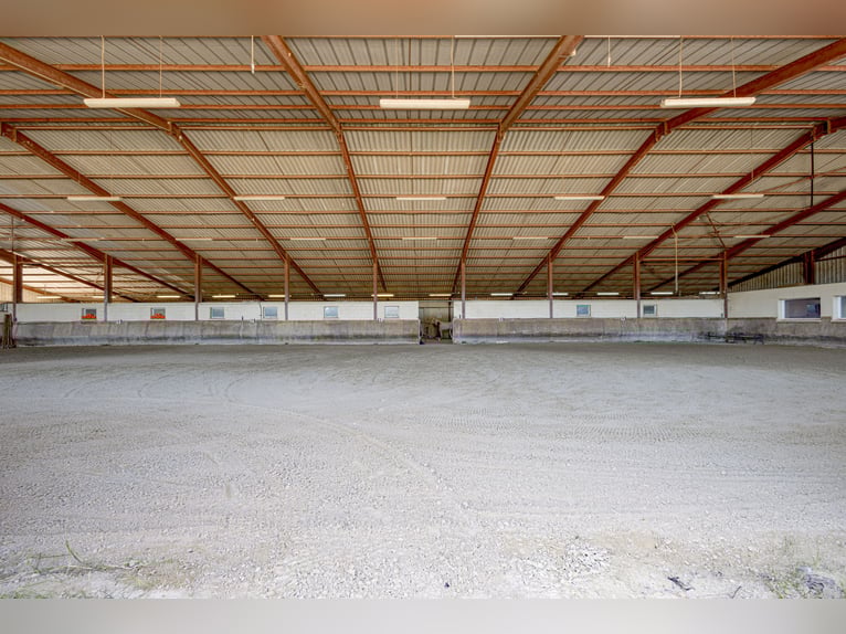 Winstgevende paardenstallen - Transitbedrijf