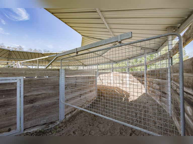 Winstgevende paardenstallen - Transitbedrijf