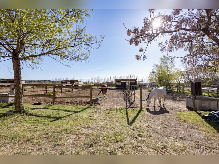 Winstgevende paardenstallen - Transitbedrijf