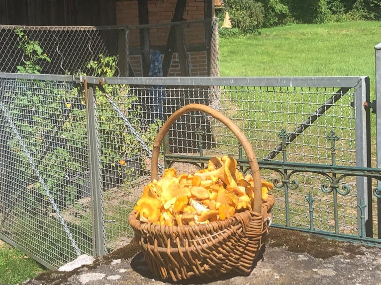 Wohnen, Arbeiten & Natur – historischer Hof mit 250 m² Wohnfläche und eigenem Waldstück