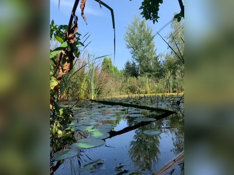 Zelfvoorzienend paarden- en natuurparadijs (ongeveer 2,3 hectare) met eigen water, PV-opbrengst en X