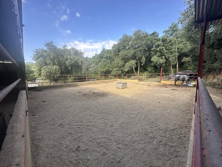 ZUID-SPAANJE. PAARDENBOERDERIJ EN LANDHUIS