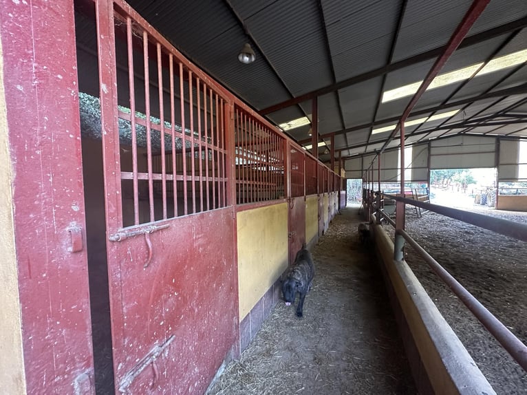 ZUID-SPAANJE. PAARDENBOERDERIJ EN LANDHUIS