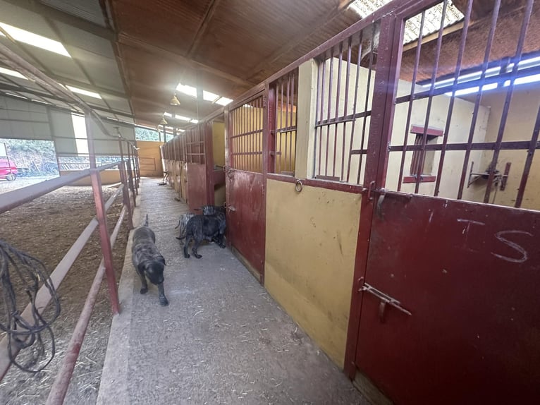 ZUID-SPAANJE. PAARDENBOERDERIJ EN LANDHUIS