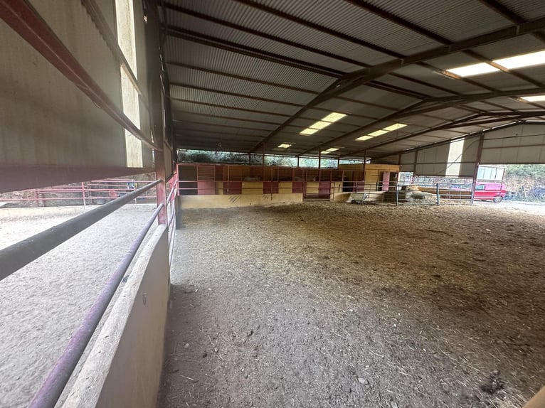 ZUID-SPAANJE. PAARDENBOERDERIJ EN LANDHUIS