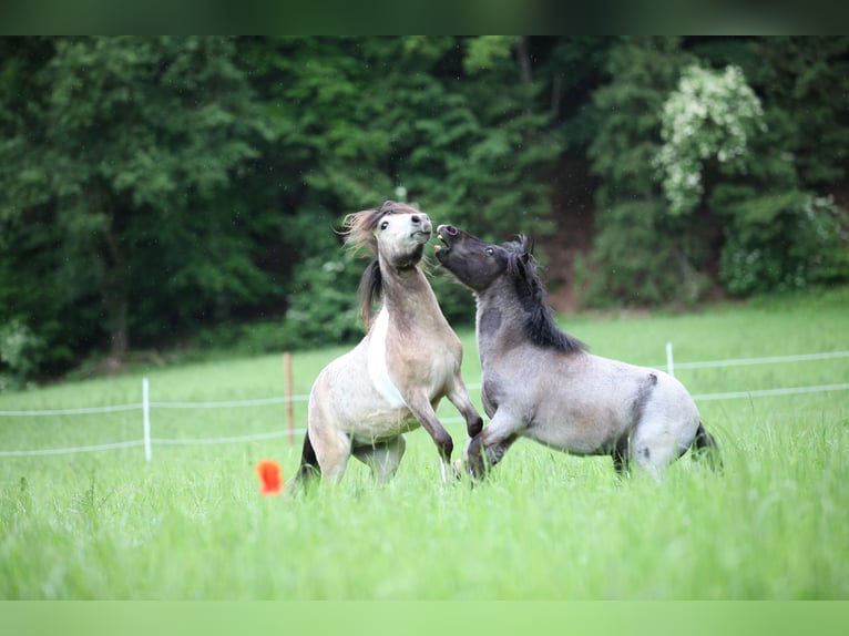 Tysk klassisk ponny Hingst 2 år 105 cm Gulbrun in Neukirchen bei Sulzbach-Rosenberg