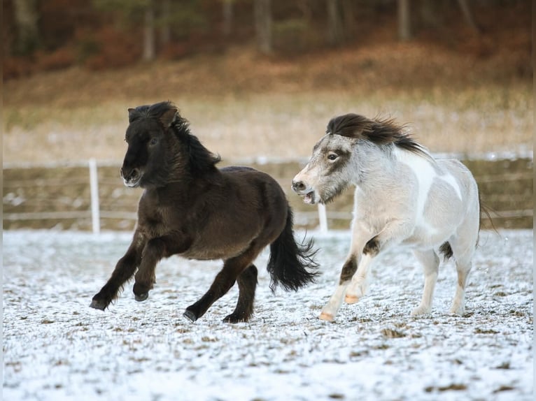 Tysk klassisk ponny Hingst 2 år 105 cm Gulbrun in Neukirchen bei Sulzbach-Rosenberg