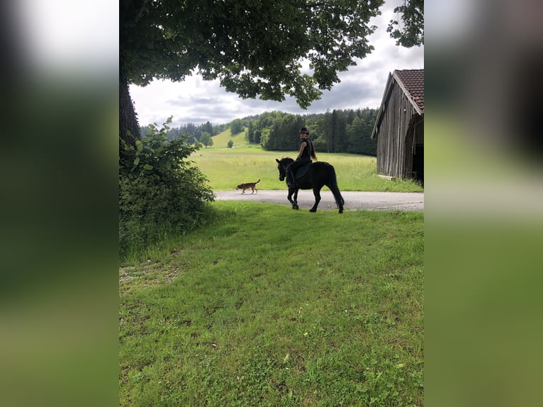 Tysk klassisk ponny Sto 11 år 118 cm Brun in WeyarnWeyarn