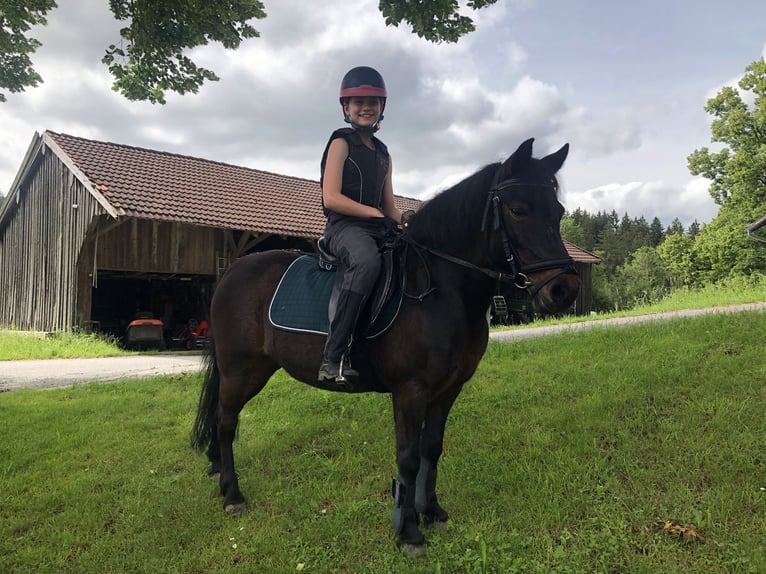 Tysk klassisk ponny Sto 11 år 118 cm Brun in WeyarnWeyarn