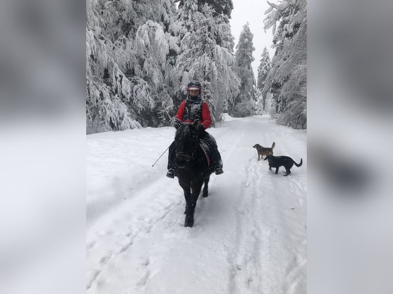 Tysk klassisk ponny Sto 11 år 118 cm Brun in WeyarnWeyarn