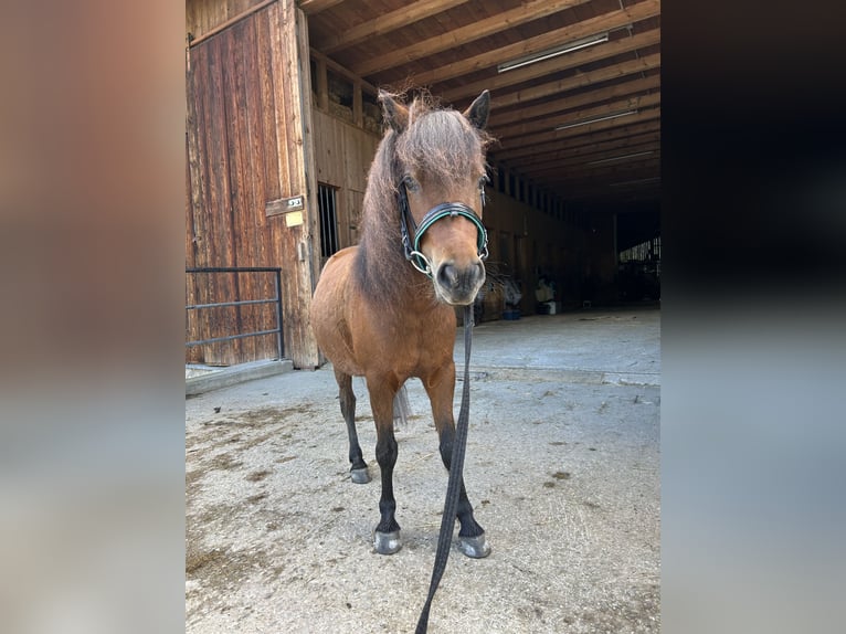 Tysk klassisk ponny Sto 3 år 107 cm Brun in Axams