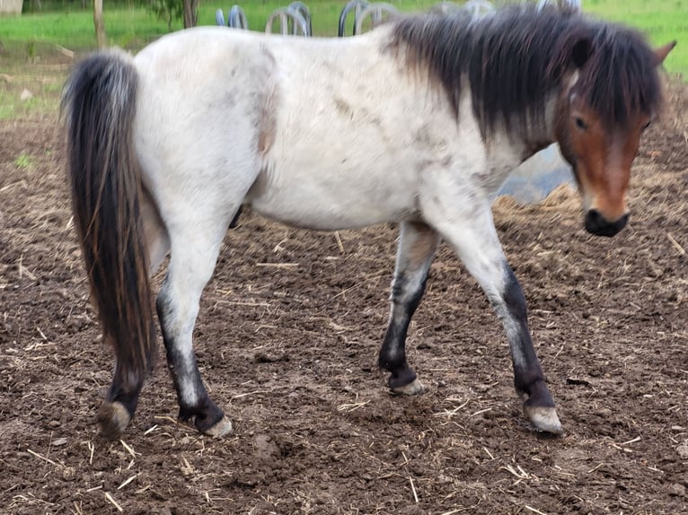 Tysk klassisk ponny Blandning Valack 2 år 120 cm in Obere Warnow Ortsteil Grebbin