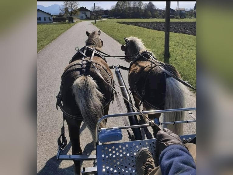 Tysk klassisk ponny Valack 8 år 115 cm fux in Freilassing