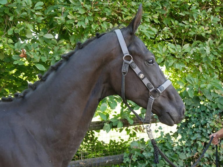 Tysk ridhäst Hingst 2 år 155 cm in Dorsten