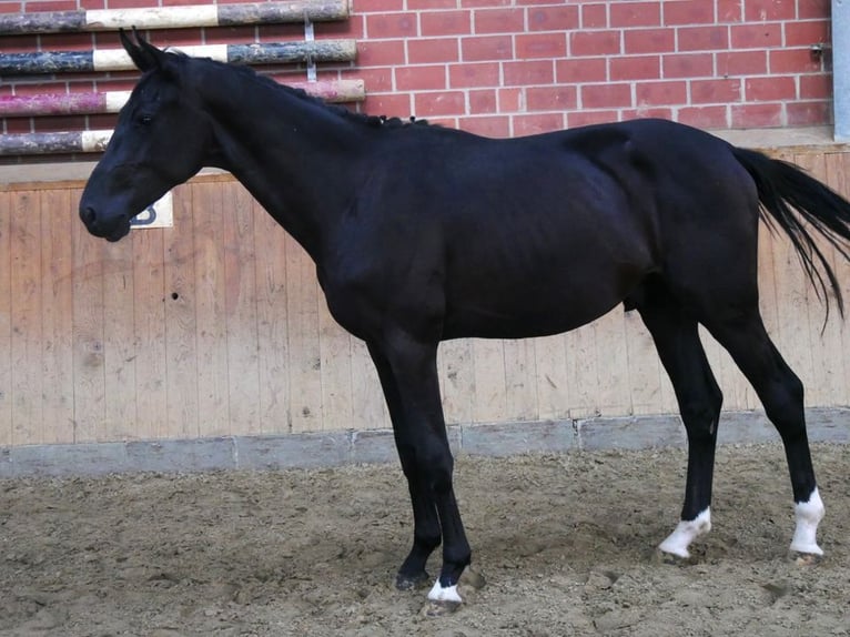 Tysk ridhäst Hingst 2 år 155 cm in Dorsten