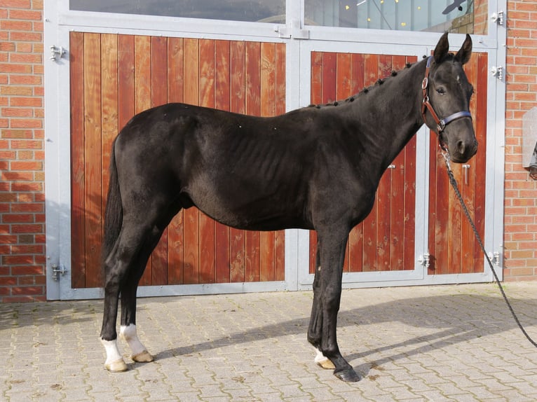 Tysk ridhäst Hingst 2 år 155 cm in Dorsten