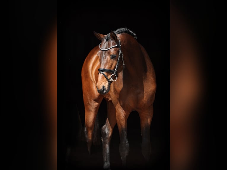 Tysk ridhäst Hingst 3 år 166 cm Mörkbrun in Lastrup