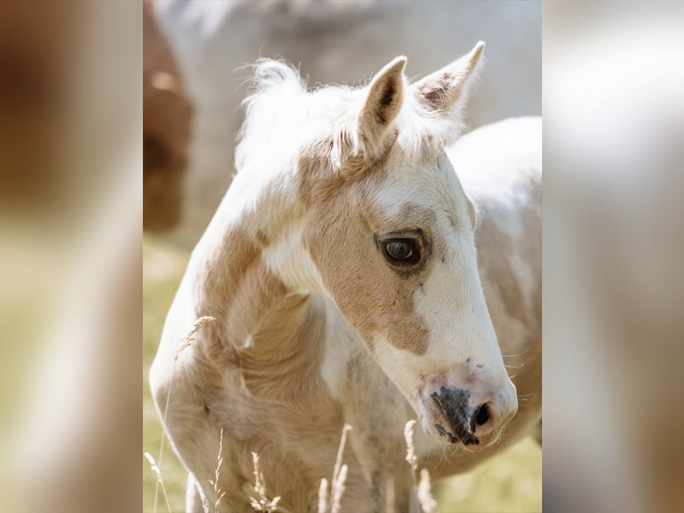 Tysk ridhäst Hingst Föl (05/2024) 162 cm Pinto in Friedrichsdorf