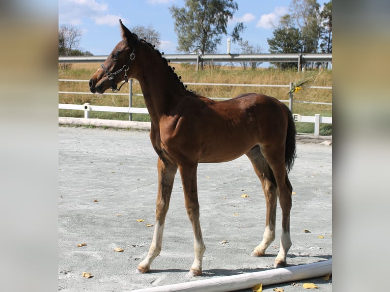 Tysk ridhäst Hingst Föl (05/2024) 168 cm Brun in Naila