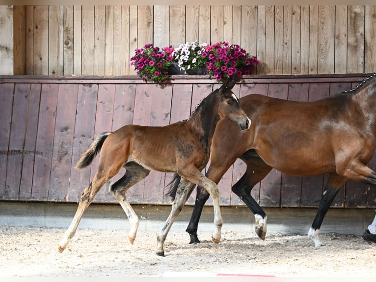 Tysk ridhäst Hingst Föl (05/2024) Mörkbrun in Unterthingau