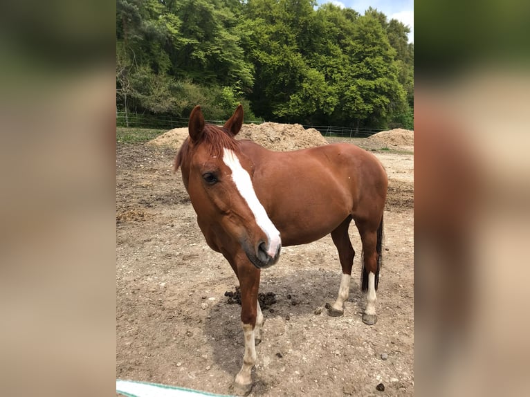 Tysk ridhäst Sto 10 år 155 cm fux in Meßstetten